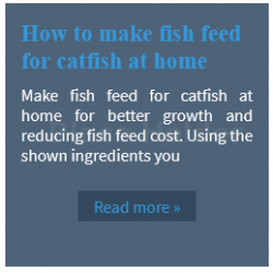 how to make fish feed at home