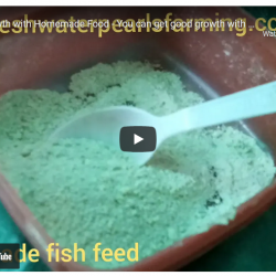 Fish growth with homemade fish food