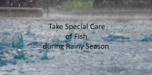 बारिश में आपको अपनी मछली कि विशेषरूप से देखभाल करने कि आवश्यकता होती