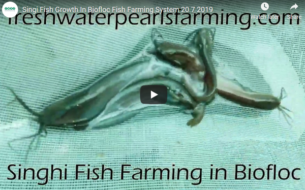 Singi Fish Growth In Biofloc Fish Farming System